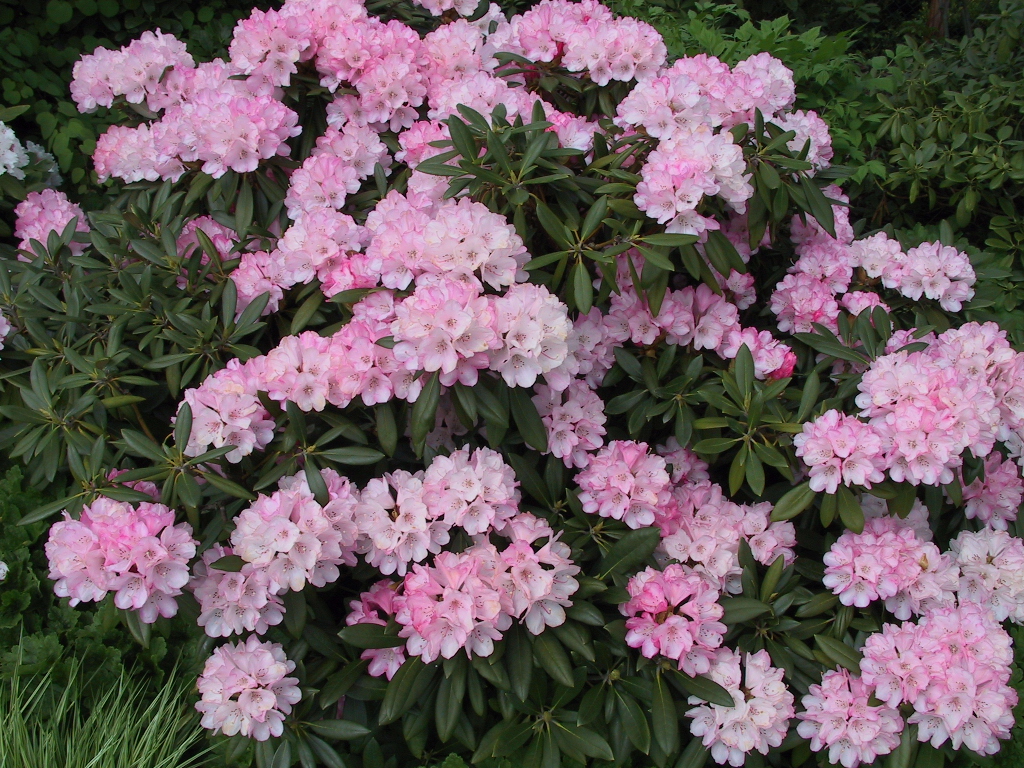 Rhododendron yakushimanum Love Song 01.jpg